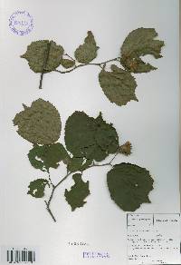 Corylus heterophylla image
