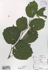 Corylus heterophylla image