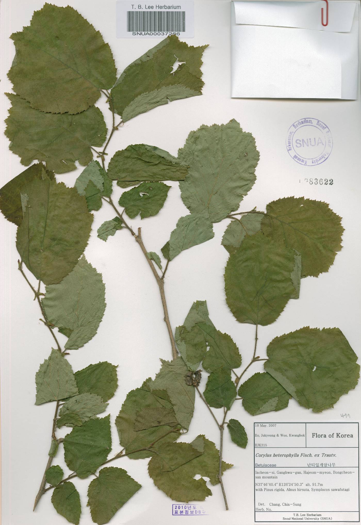 Corylus heterophylla image
