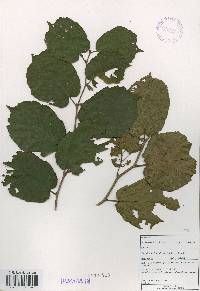 Corylus heterophylla image