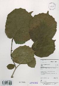 Corylus heterophylla image