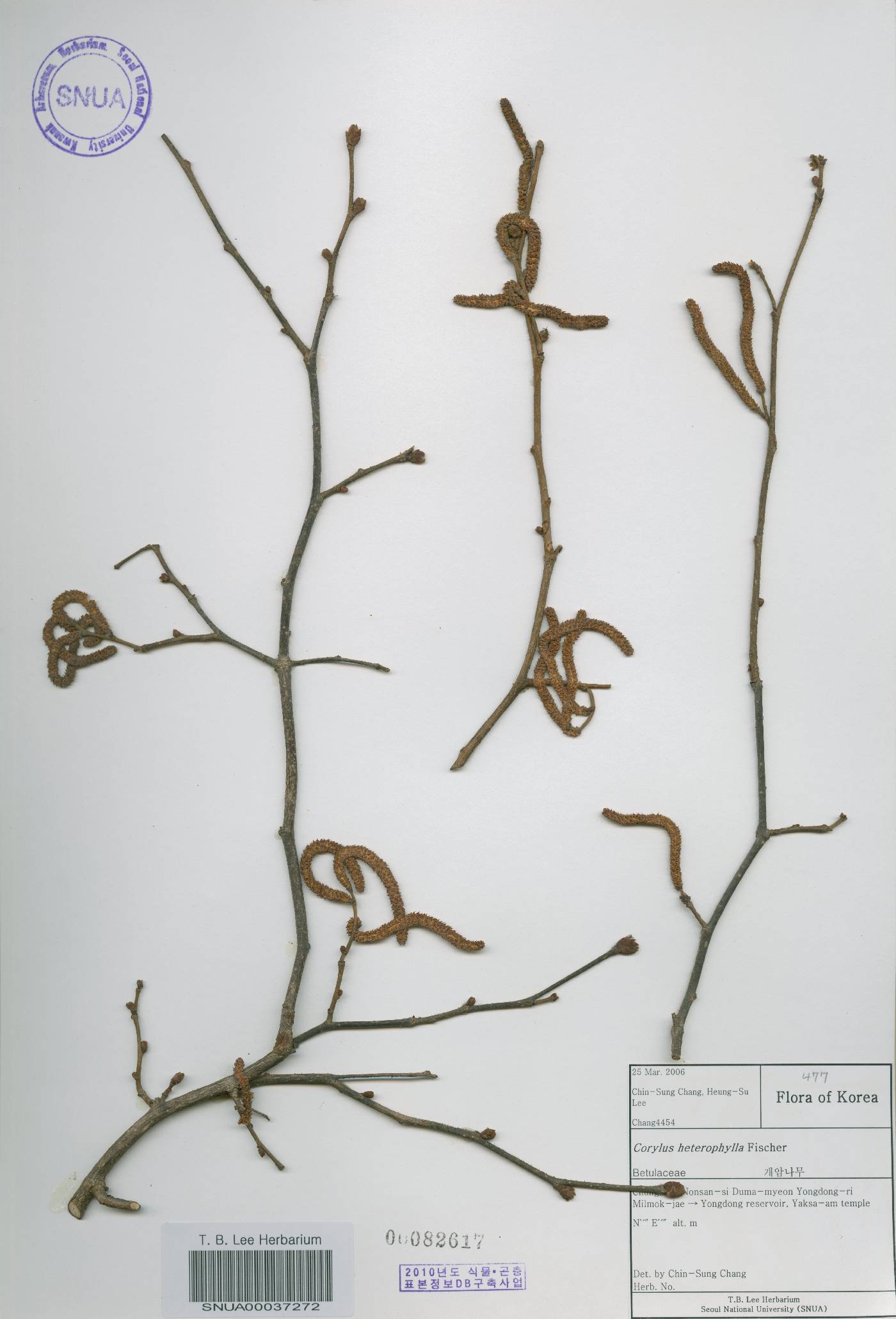 Corylus heterophylla image