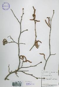 Corylus heterophylla image