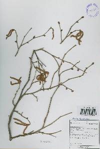 Corylus heterophylla image