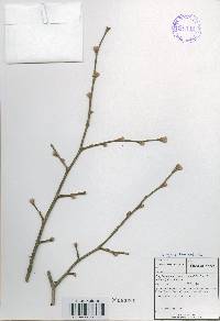 Corylus heterophylla image