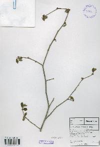 Corylus heterophylla image