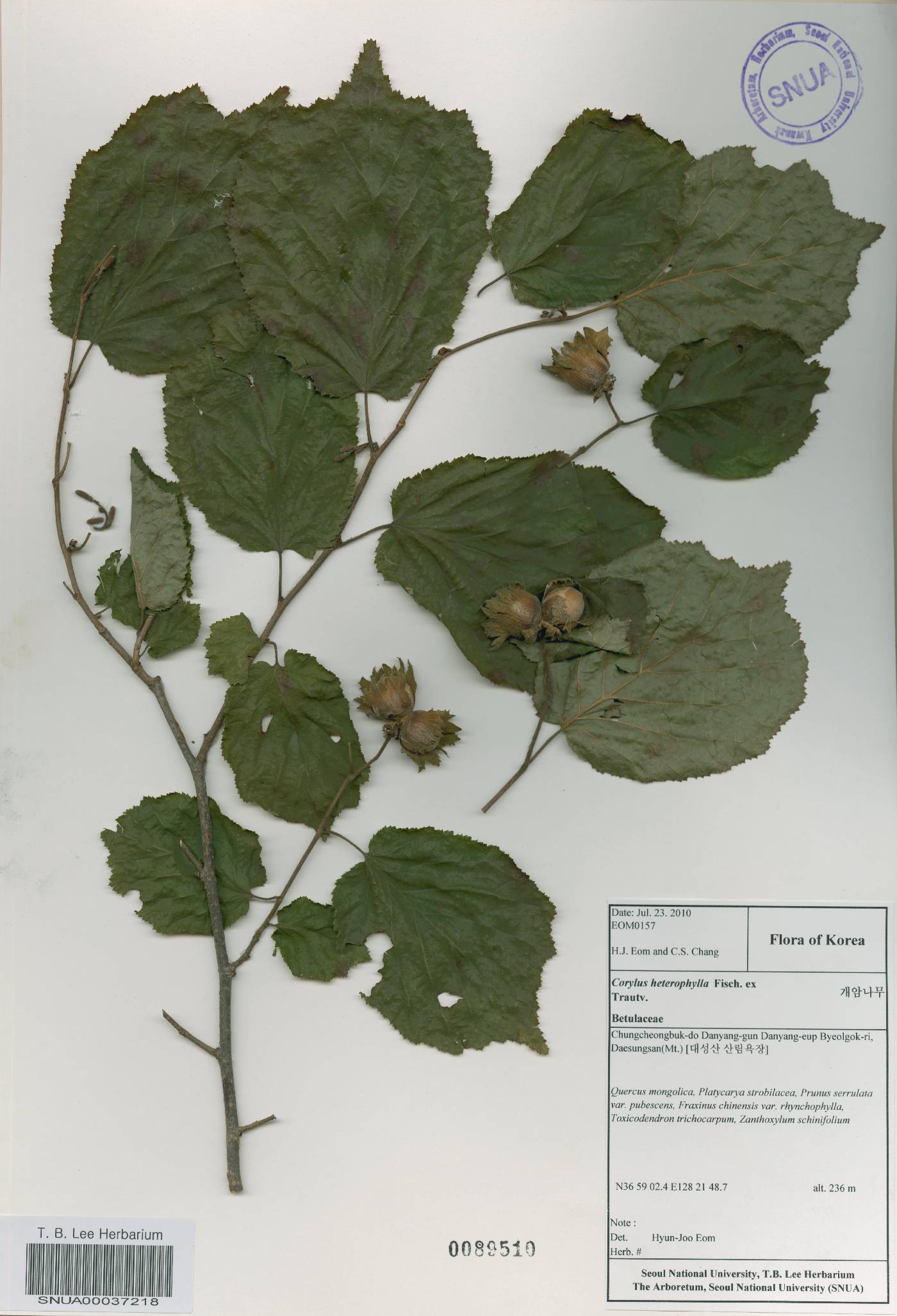Corylus heterophylla image