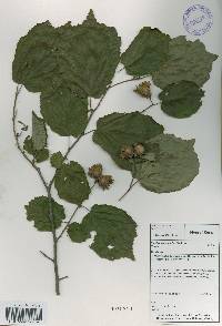 Corylus heterophylla image