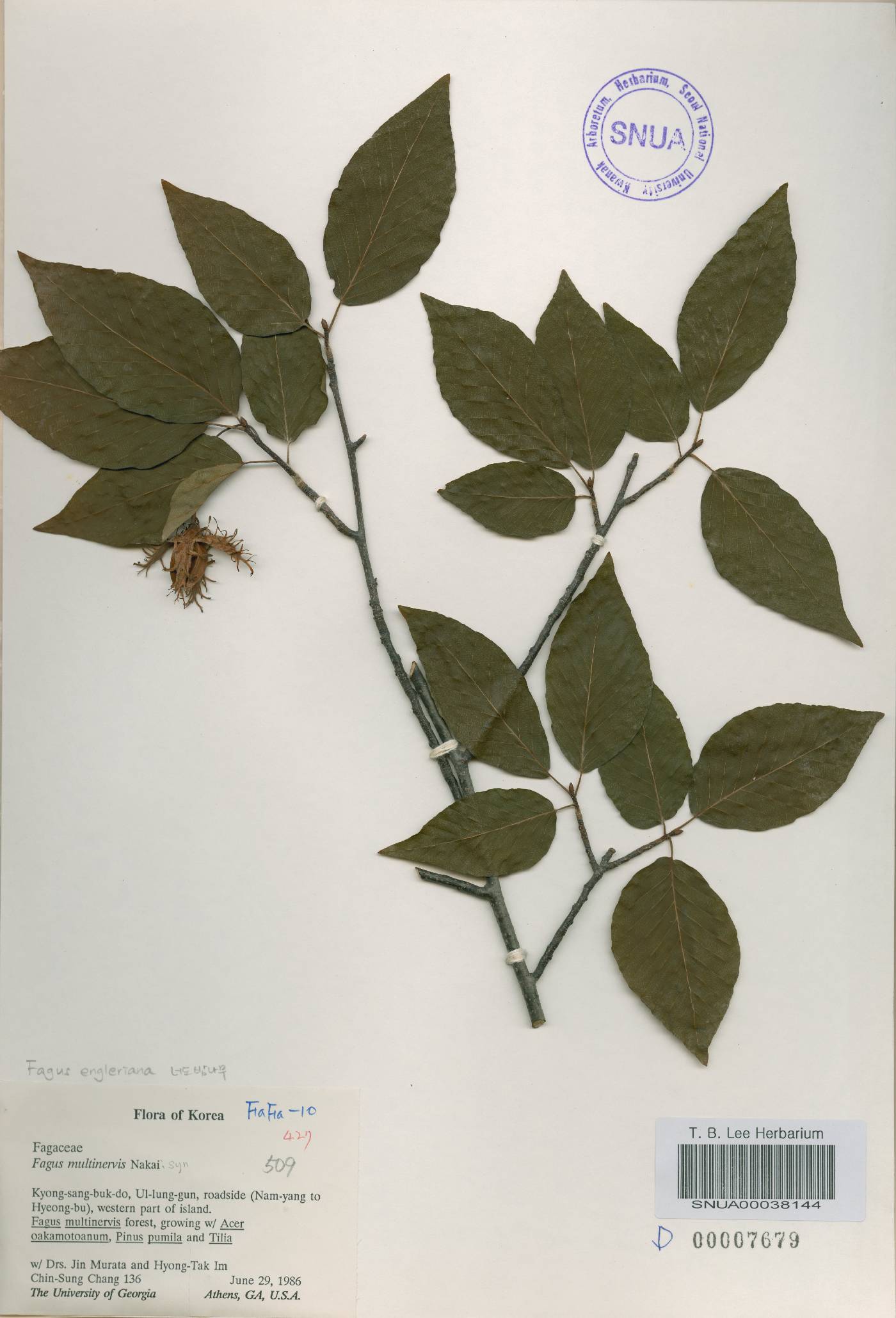 Fagus engleriana image