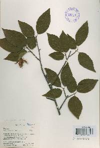 Fagus engleriana image