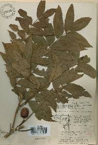 Platycarya strobilacea image