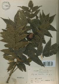 Platycarya strobilacea image