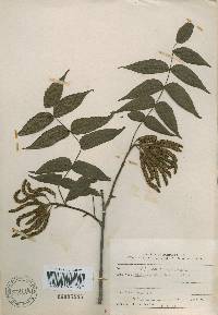 Platycarya strobilacea image