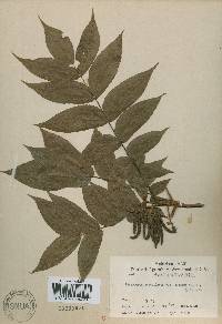 Platycarya strobilacea image
