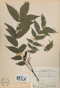 Platycarya strobilacea image