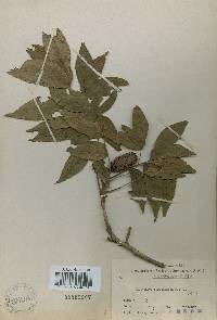 Platycarya strobilacea image