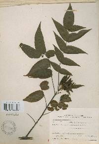 Platycarya strobilacea image