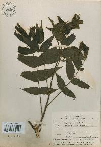 Platycarya strobilacea image