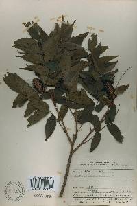Platycarya strobilacea image