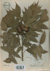 Platycarya strobilacea image