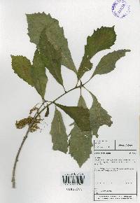 Quercus aliena image
