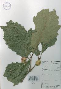 Quercus aliena image