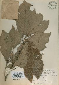 Quercus aliena image