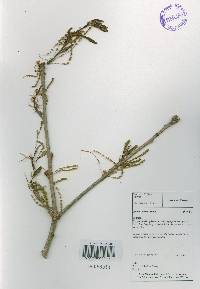 Quercus aliena image