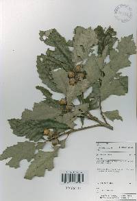 Quercus aliena image