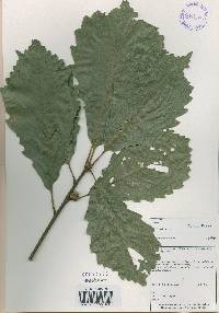 Quercus aliena image
