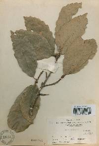 Quercus aliena image