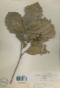 Quercus aliena image