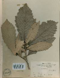 Quercus aliena image