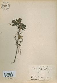 Quercus aliena image