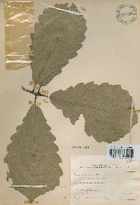 Quercus aliena image
