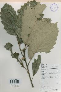 Quercus aliena image
