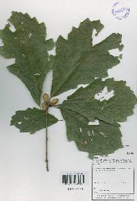 Quercus aliena image