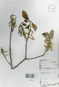 Quercus aliena image