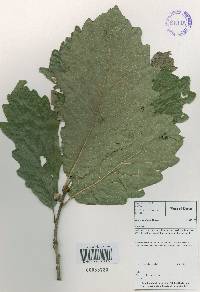 Quercus aliena image