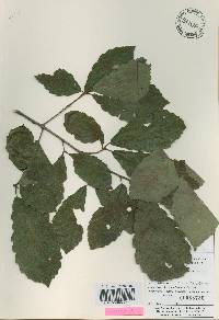 Quercus aliena image