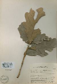 Quercus dentata image