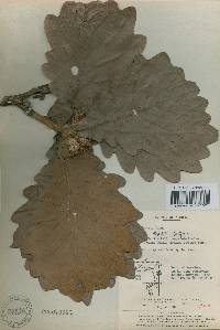 Quercus dentata image