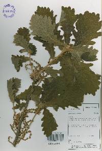 Quercus dentata image