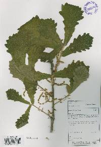 Quercus dentata image