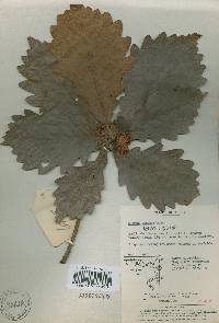 Quercus dentata image