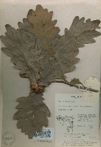 Quercus dentata image