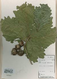 Quercus dentata image