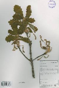 Quercus dentata image