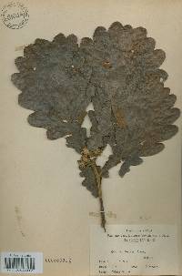 Quercus dentata image