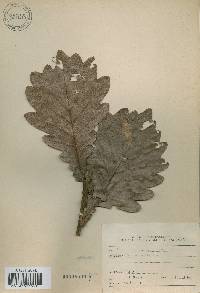 Quercus dentata image